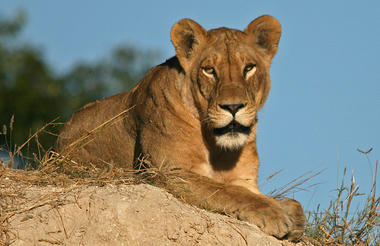 Nxai Pan Game Viewing